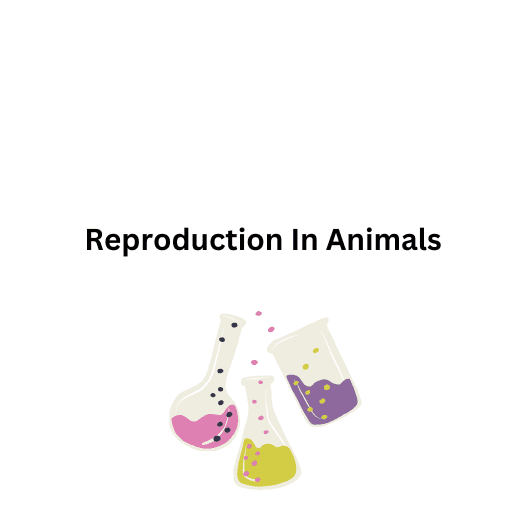 Reproduction In Animals   